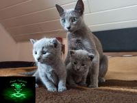 Kitten Russisch Blau, reinrassig und wunderschön, mit Stammbaum
