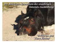 Tierkommunikation Kurs 2/3 Dez. Rastede/Niedersachsen