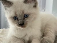 Ragdoll Kitten