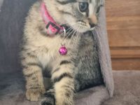 BKH Mix + Meine Coon Kitten Katze