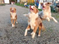 Australien shepherd Welpen