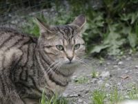 Lumbre