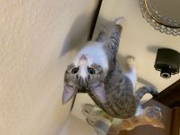 Geschwister katzen 6monate alt zu verkaufen