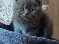 Reinrassige Britisch Kurzhaar Kätzchen in Blue