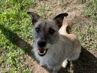 Franziska, aufgeschlossene, freundliche Hündin, kastriert, 1 Jahr alt, 48 cm groß