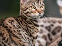 Flash Bengals