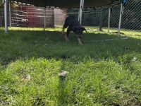 Australian Kelpie/ Border Collie