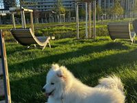 Samojede 13 Monate alt auf der Suche nach einer Familie