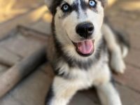 Husky