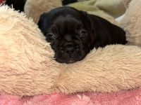 Exzellente Französische Bulldoggen