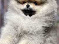 Archi sucht ein neues zuhause