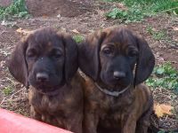 Hannoversche Schweißhunde