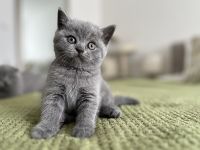 Wunderschöne BKH Kitten Farbe Blue & Lilac mit Stammbaum