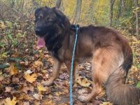 Charly sucht ein Zuhause