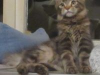 Maine Coon - weiblich