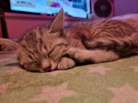 Bkh Babys verschiedene Farben 💜