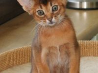 Abessinier suchen ein liebevolles Zuhause