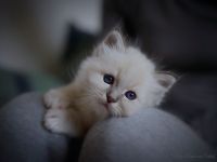 Bezaubernde Birma Kätzchen / Kitten aus Vereins-registrierter Zucht mit Stammbaum