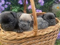 zuckersüße französische Bulldoggen Welpen