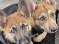 Tschechoslowakische Wolfshund Schäferhund Welpen