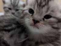 Britisch Kurzhaar Kätzchen ab November abzugeben