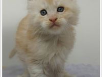Maine Coon Kitten mit Stammbaum suchen neuen Wirkungskreis