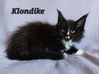 Maine Coon Kitten mit tollem Stammbaum abzugeben