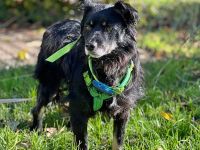 Shadow auf einer Pflegestelle in Baden-Württemberg