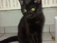 19 wochen junges kitten mädchen