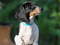 Welpe Zwergdackel - Forest Sun Megre,  Forest Sun Manfred,  Forest Sun Merida