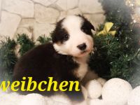 Australian Shepherd Welpenalarm