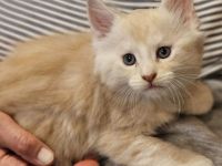 Reinrassige Maine Coon Kitten