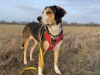 Jungspund Ivy sucht erfahrenes Zuhause