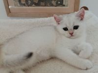 Reinrassige BKH Kitten suchen...