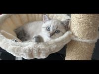 BKH KITTE 12Wochen alt mit allem drum und dran zu verkaufen  700€ VB