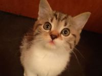 4 Süße Kätzchen suchen ein Zuhause