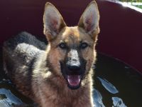 Mandy, aktive, kastrierte, aufgeschlossene, aktive, verspielte, junge Schäferhündin sucht Zuhause