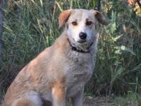 Bonbonetti, schüchterne Mischlingshündin sucht schönes, erfahrenes Zuhause