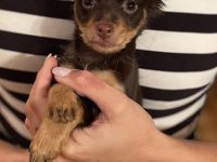 Reinrassige Zwerghunde Welpen (Russkiy Toy Langhaar) in liebevolle Hände abzugeben!