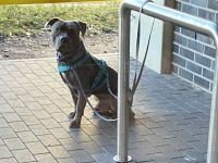 Deckrüde Staffordshire Bullterrier