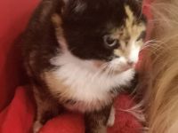 3 Glückskatzen suchen ein neues Zuhause