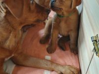 Die Labrador-Welpen vom Maredorpe sind da!