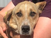 MINELLA  ca. 10-jährige, zutrauliche Hündin, ca. 50-55 cm, braucht etwas Zeit und Geduld