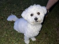Ein Hund Bichon Frise sucht Zuhause