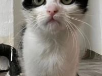 4 kitten suchen ein schönes Zuhause