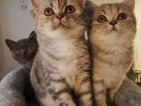 Britisch Kurzhaar (BKH) nur noch 1 sehr süßes Mädchen abholbereit