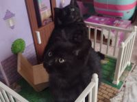 Kitten suchen neues Zuhause