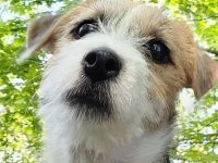 Deckrüde Jack Russel Terrier