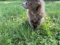 Chihuahua Hündin Langhaar, Wunderschön, 10. Monate