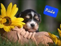 Lhasa Apso  - Havaneser Welpen